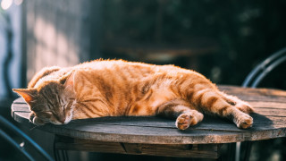 Cat sleeping wooden table sunny - the table free wallpaper