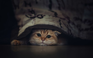 Cat hiding under blanket blue - under a blanket free wallpaper