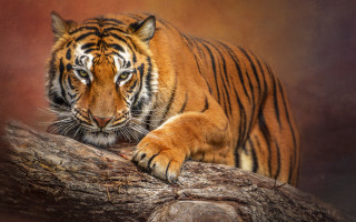 Sumatran tiger tree branch serious - a digital painting free wallpaper