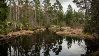 Small river forest trees grass - a forest area free wallpaper
