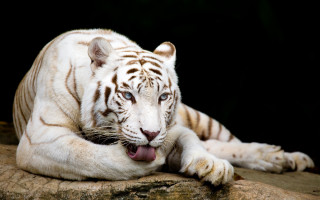 White tiger rock mouth tongue - tongue free wallpaper