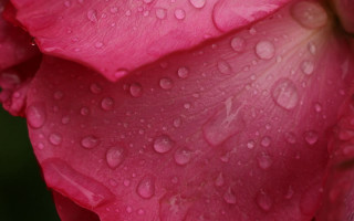 Pink flower water droplets macro 31 - petal free wallpaper for desktop
