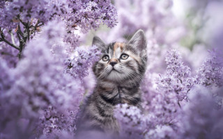 Kitten purple flower spring blossoms - purple flower and trees free wallpaper