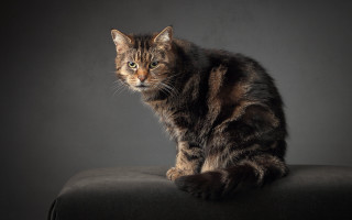 Cat black chair dark background - a gray wall behind free wallpaper