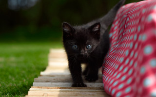 Black kitten wooden plank grass - a wooden plank free wallpaper