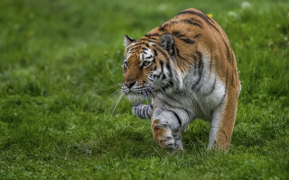 Tiger walking lush green field 6 - a lush green field of grass free wallpaper for desktop