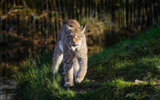 Lynx grassy hill water reeds - a lynx free wallpaper