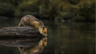 Fox pond log forest macro - a pond free wallpaper