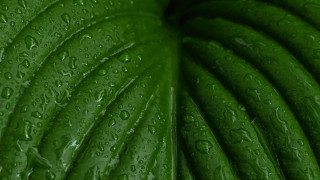 Green leaf water droplets black 10 - art green free wallpaper for desktop