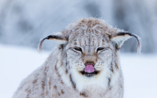 Snow covered dog tongue out - tongue free wallpaper for desktop