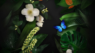 Blue butterfly green plant white - a blue butterfly free wallpaper