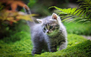 Small kitten forest curious animal - a lush green forest free wallpaper
