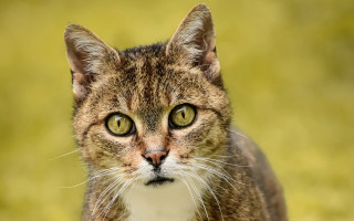 Cat green eyes grass background - a cat free wallpaper
