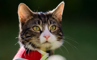 Black cat green eye whiskers - a red collar free wallpaper