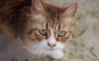 Cat green eyes looking up 6 - a blurry background of grass and dirt free wallpaper