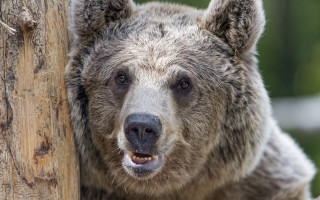 Brown bear smiling camera grass - a brown bear free wallpaper