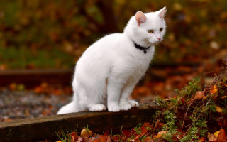 White cat wooden post garden - a white cat free wallpaper