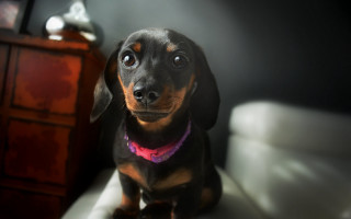 Small black brown shiba inu - dog free wallpaper for desktop