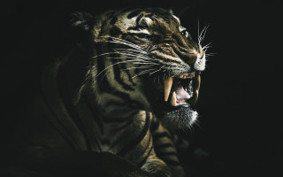 Tiger open mouth sharp teeth - tooth wide open free wallpaper