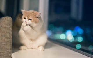 White cat bokeh city lights - the city free wallpaper