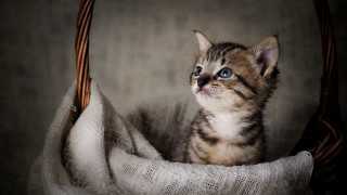 Kitten basket blanket blueeyes animalphotography - a basket free wallpaper
