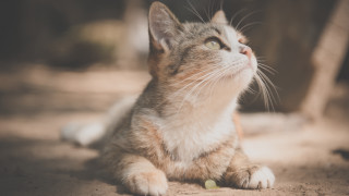 Cat looking up blurry background 8 - its eye free wallpaper