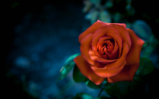 Orange rose blurry background gothic - a blue border free wallpaper
