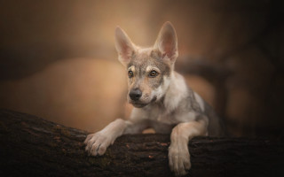 Dog sitting log woods sad - a sad look free wallpaper