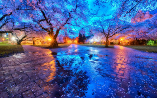 Park puddle trees purple flowers - magical atmosphere free wallpaper