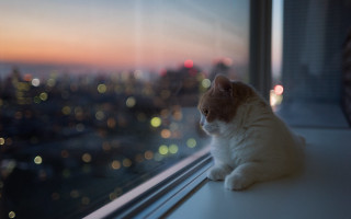 Cat city night bokeh christmas - the city free wallpaper