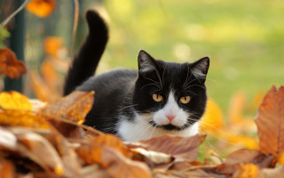 Black cat autumn leaves curious - cat free wallpaper