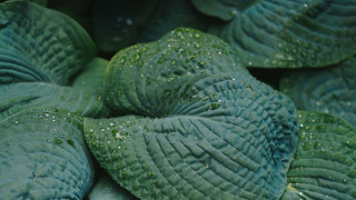 Green plant water droplets macro 2 - a green plant free wallpaper