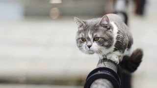 Cat railing macro bokeh shallow - outside free wallpaper for desktop