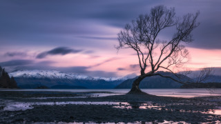 Tree lake mountains sunset pink - anthony s waters free wallpaper
