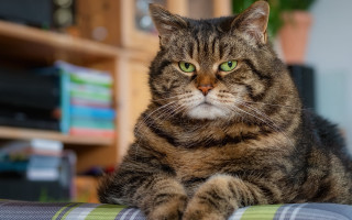 Serious cat green eyes couch - furry free wallpaper