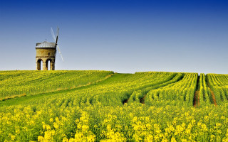 Windmill hill flower field tiltshift - a windmill free wallpaper for desktop