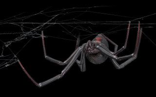 Large spider red eyes wires - white line free wallpaper