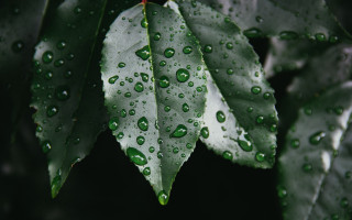 Green leaf water drops dark - a green leaf free wallpaper