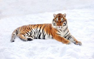 Snowy tiger puzzle animals mountain - a tiger free wallpaper for desktop