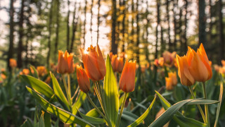 Orange flowers trees sunlight nature - the background and sunlight free wallpaper