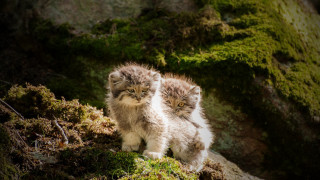 Fluffy kittens mossy rock smile - mossy free wallpaper