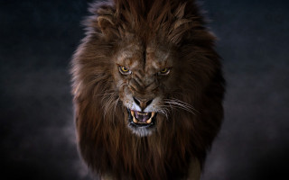 Lion mane yellow eyes digital - a long mane free wallpaper for desktop