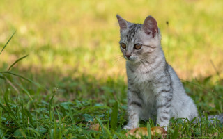 Kitten sad eyes grass outdoors - sad free wallpaper