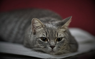 Sad cat blanket photorealistic blurry - boleslaw cybi free wallpaper