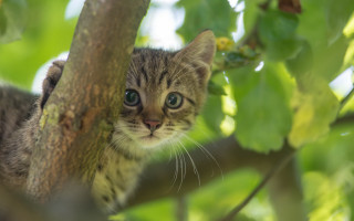 Kitten tree curious bokeh nature - a small kitten free wallpaper