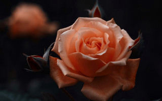 Orange rose black background leaves - single free wallpaper