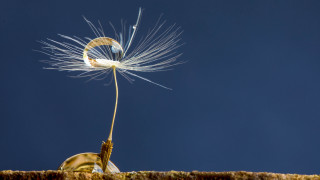 Dandelion wind sunny blue sky - a dandelion free wallpaper for desktop