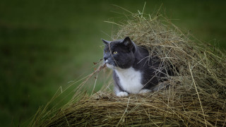 Cat hay stick green background - a stick free wallpaper for desktop