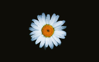 White flower yellow center black 5 - white background free wallpaper