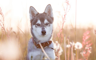 Husky dog tall grass flowers - a husky dog free wallpaper